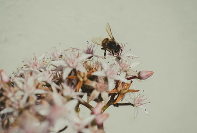 Close-up of bee pollinating on flower