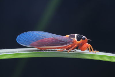 Close-up of insect over black background