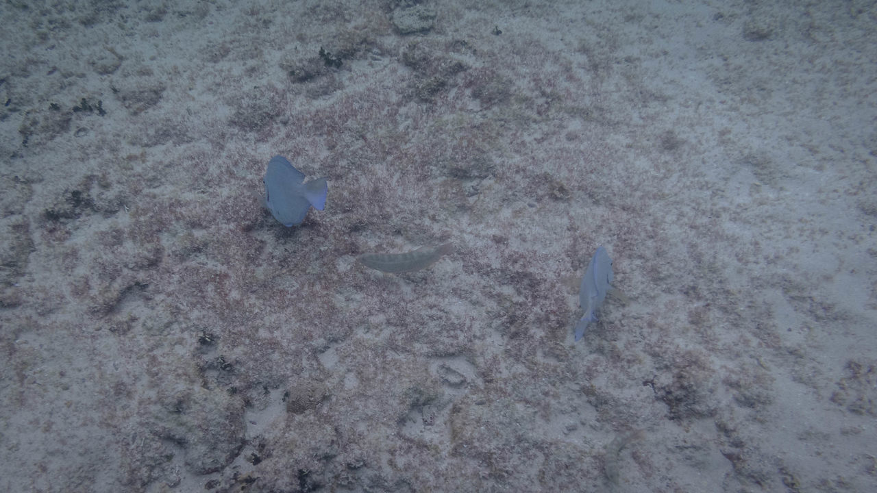 HIGH ANGLE VIEW OF FISH IN WATER