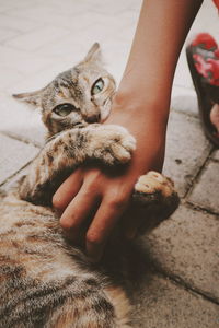 Low section of woman holding kitten