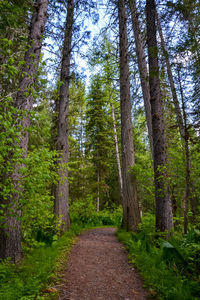 Footpath amidst trees in forest