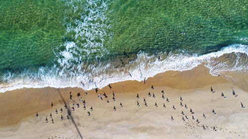 High angle view of birds in sea