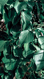 High angle view of green leaves