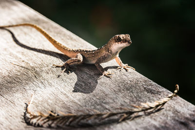 Close-up of lizard on rock