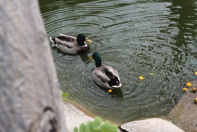 High angle view of mallard ducks swimming in lake