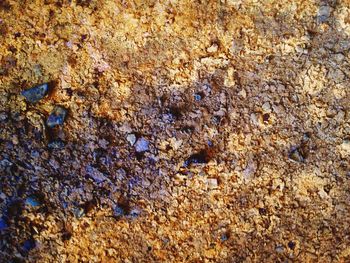 Full frame shot of crab on sand