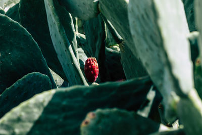 Close-up of red berries growing on plant