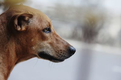 Close-up of a dog looking away