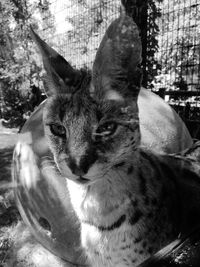 Close-up portrait of cat sitting outdoors