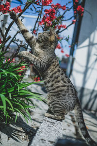 Low angle view of cat on tree