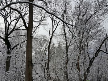 Low angle view of bare trees in forest during winter