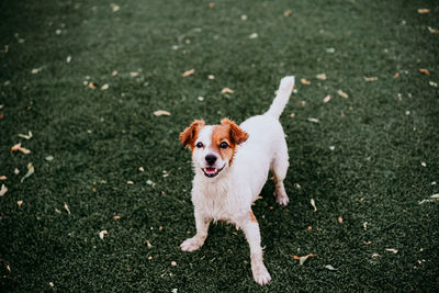 Portrait of cute jack russell dog smiling outdoors sitting on the grass, summer time