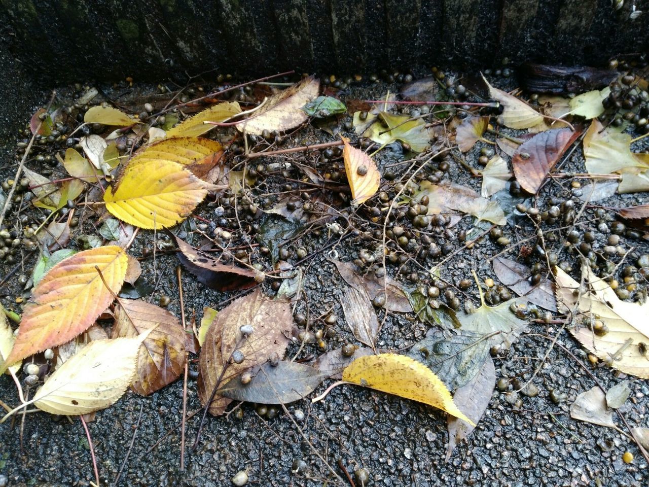 HIGH ANGLE VIEW OF CRAB ON AUTUMN LEAF