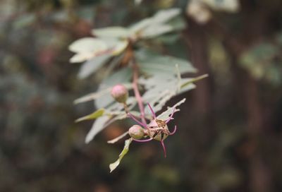 Close-up of cherry blossom on branch