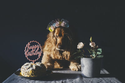 Portrait of dog sitting against black background