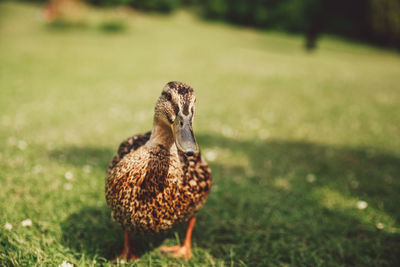 Close-up of mallard duck on field