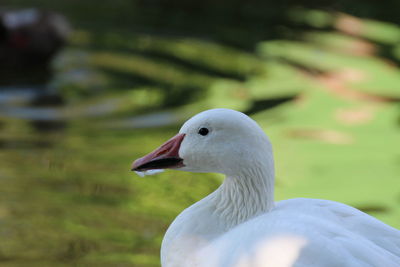 Close-up of duck