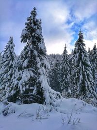 Pine trees on snow covered land against sky