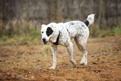 White dog standing on field