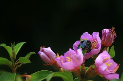 Close-up of insect on purple flowering plant