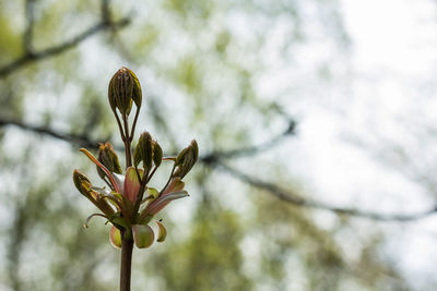 Close-up of fresh flower tree