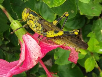 Close-up of insect on plant