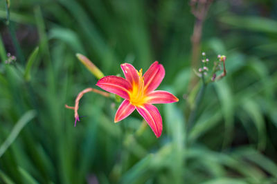 Close-up of red flower blooming outdoors