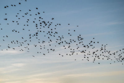 Flock of birds flying in sky