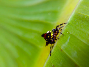 Close-up of insect on leaf