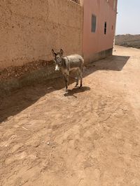 High angle view of a horse