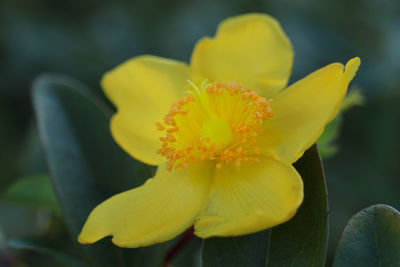 Close-up of yellow flower blooming outdoors