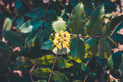 Close-up of flowering plant