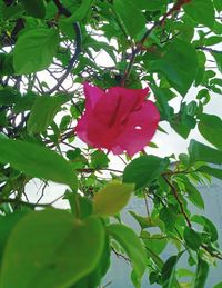 Close-up of pink rose flower