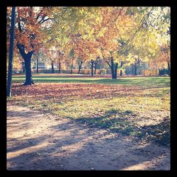 Trees in park