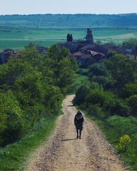 Rear view of man walking on road amidst trees