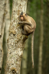 Close-up of monkey on tree trunk