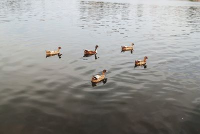 High angle view of ducks swimming in lake