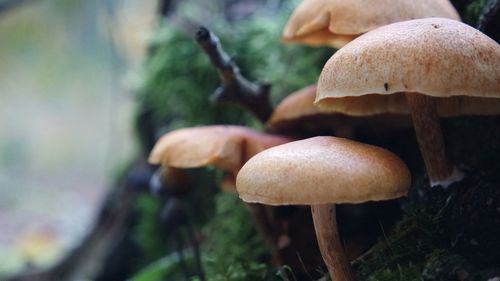 Close-up of mushrooms growing in forest