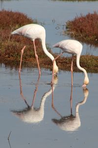 Two swans in calm lake