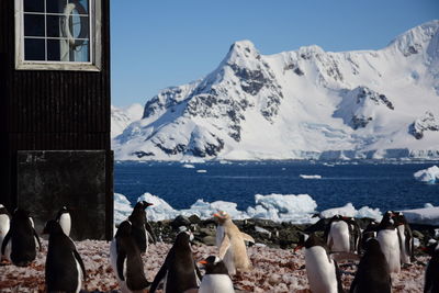 Panoramic view of snowcapped mountains by sea against sky