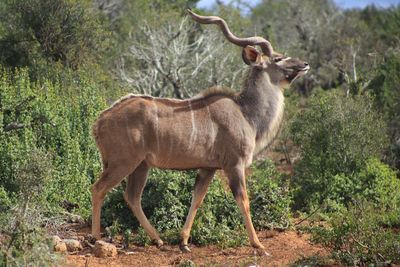 Kudu standing on field during sunny day