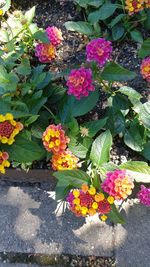 High angle view of multi colored flowers blooming outdoors