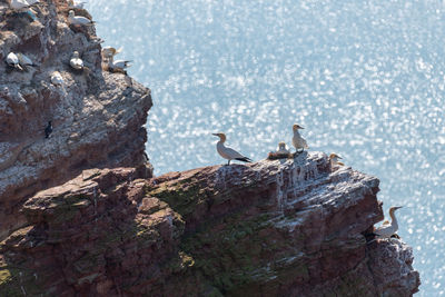 Birds perching on rock in a colony morus bassanus