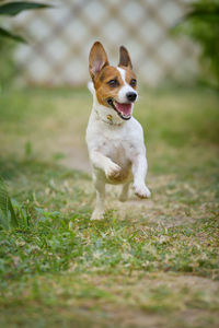 Portrait of dog running on field