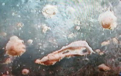 Close-up of fish swimming in sea