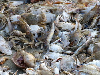 High angle view of crab for sale at market