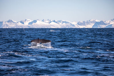 Scenic view of whale in sea against clear sky