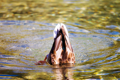 Close-up of duck swimming in lake