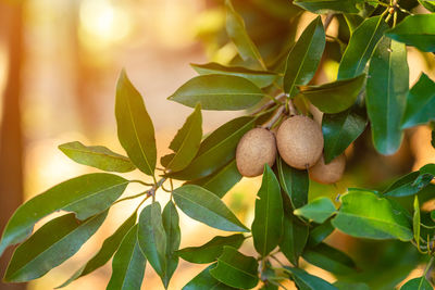 Close-up of fruit growing on tree