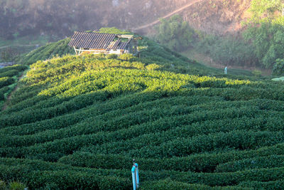 Scenic view of agricultural field